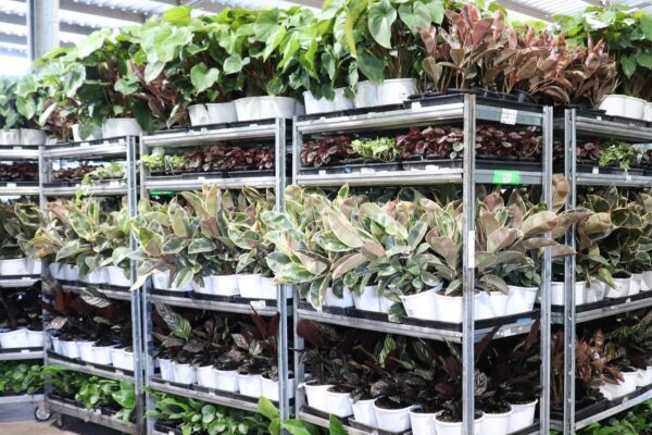 84590609_1363169170522086_9092605156163321856_n